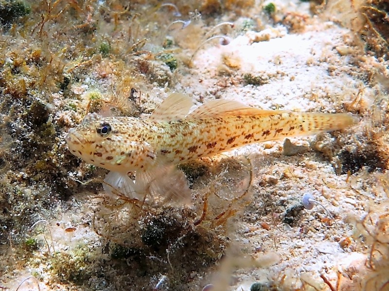 Gobius incognitus (M. Kovacic and R. anda, 2016) vs. Gobius bucchichi (Steindachner,1870)